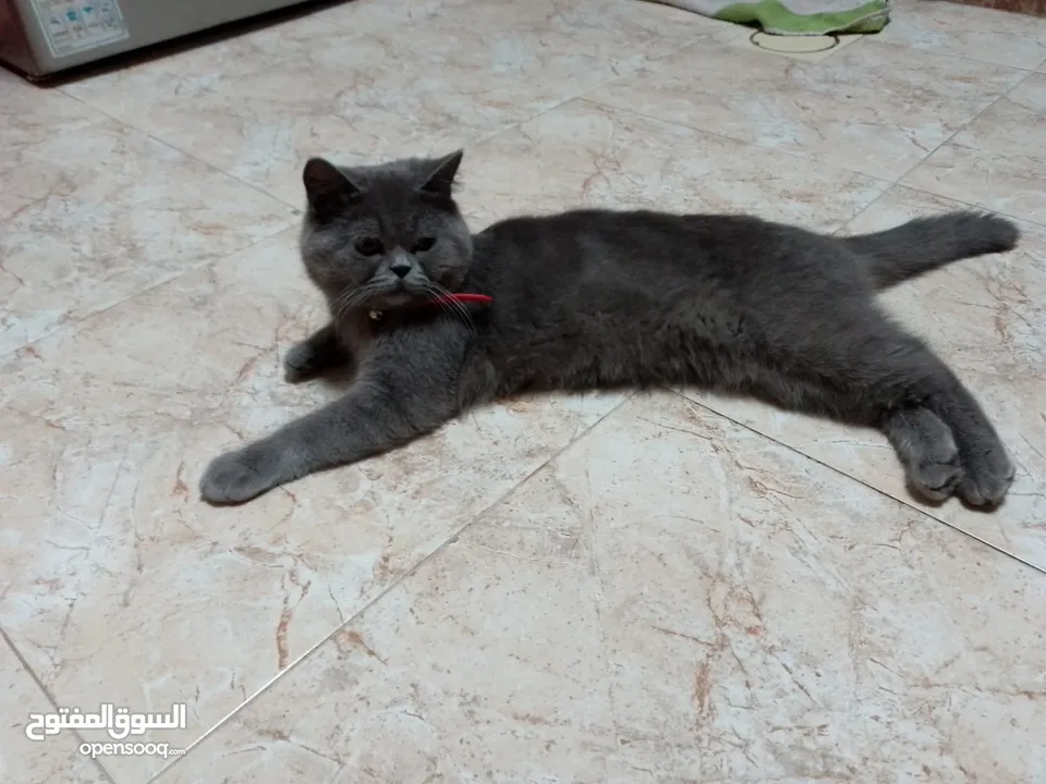 قط بريتش شورت هير عمر سنه لعوب جدا