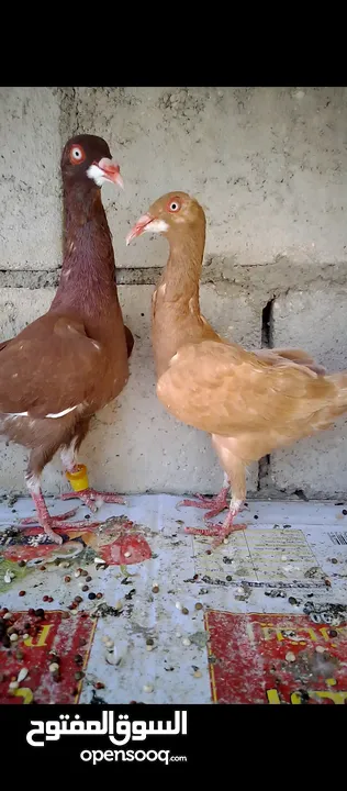 جوز ملاحي الفحل احمر والطيرة صفرة الطيرة فيها رده ثابتة شغالة ومكفولة الفحل بواقي 3 سعرهن 20 جوز ملا