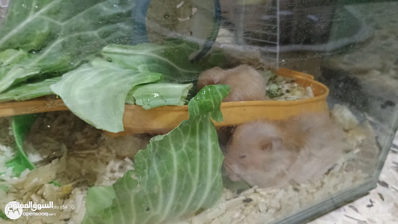 cute Hamsters for sale . very nice and joyful creatures 5 JDs for pair