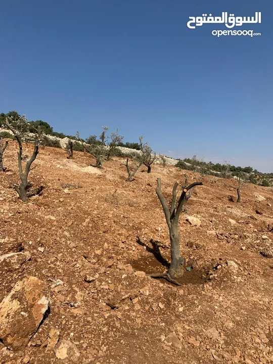 أرض ممتازة في جرش للسكن و للزراعة بقرب أحراش الدولة و سعر مغري  للمزيد من المعلومات اقرأ الوصف
