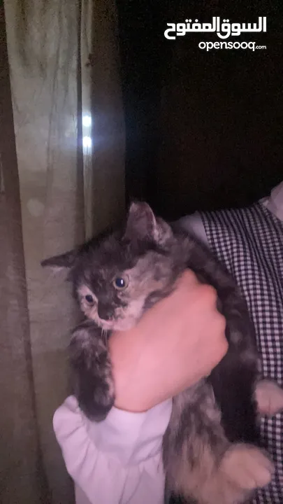 قطه سكوتش ستريت العمر شهرين