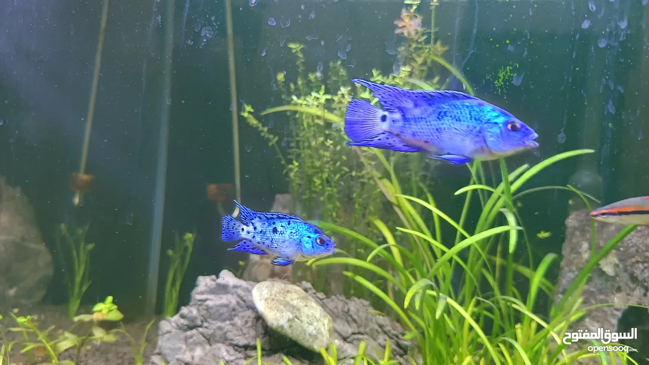 Two very attractive Electric Blue Jack Dempsy for sale