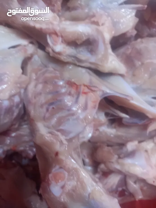 طعام قطط للبيع