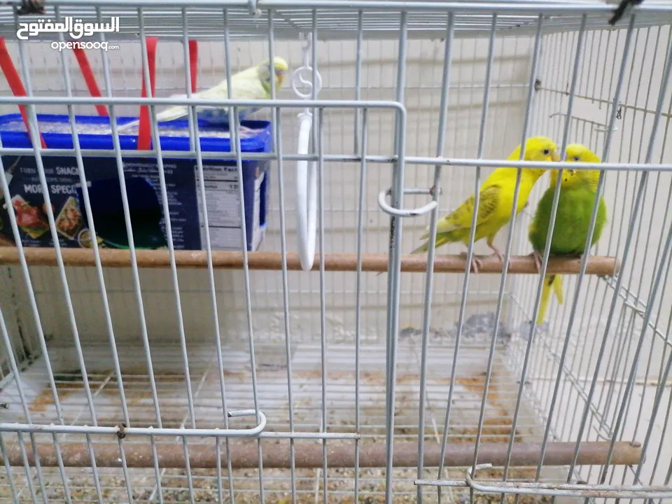 طيور بادجي طيور اليفه و صغيره للبيع Birds Badji pets and small birds for sale