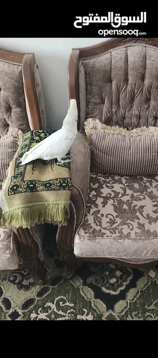 ببغاء كوكاتو جوفن اليف جدا جدا عجينه حجم سوبر جامبو ثوب كامل جناح كامل ولا ريشه ناقصه لعوب 24