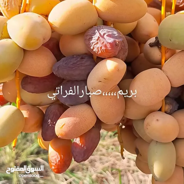 صيانه نخيل بكل اشكاله  وانواعه وبشتى الطرق