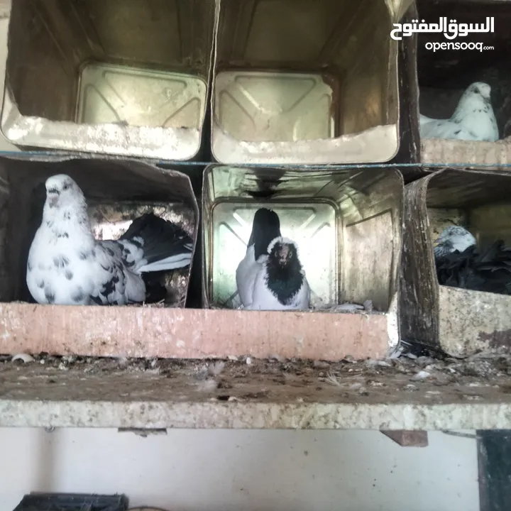 حمام للبيع