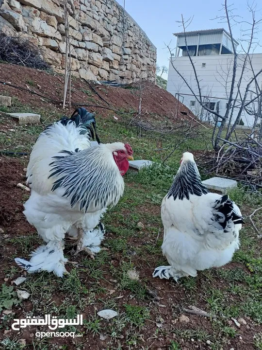 دجاج براهما