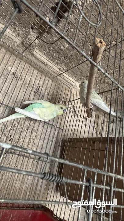 بسم الله الرحمن الرحيم اربع جواز حب رينبو كل لجواز تحتيهم بيض اشي قرب يفقص واشي جديد طبعاً اجواز