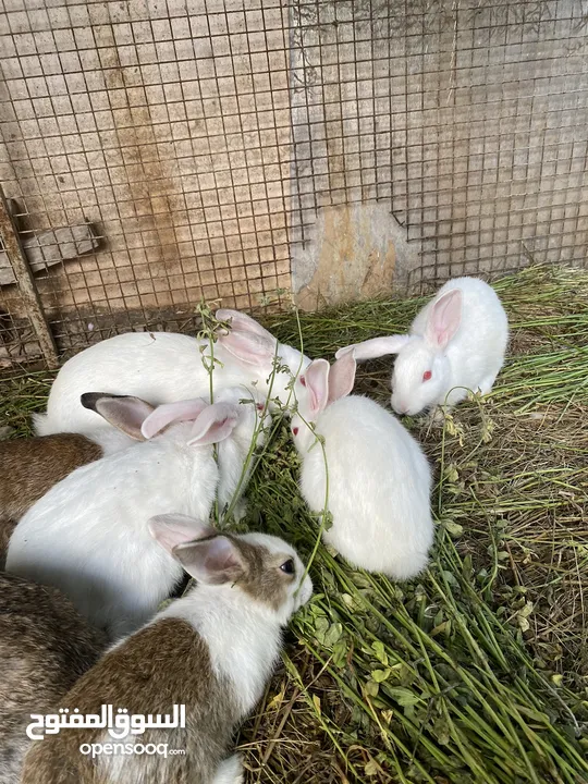 للبيع ارنب بيضات
