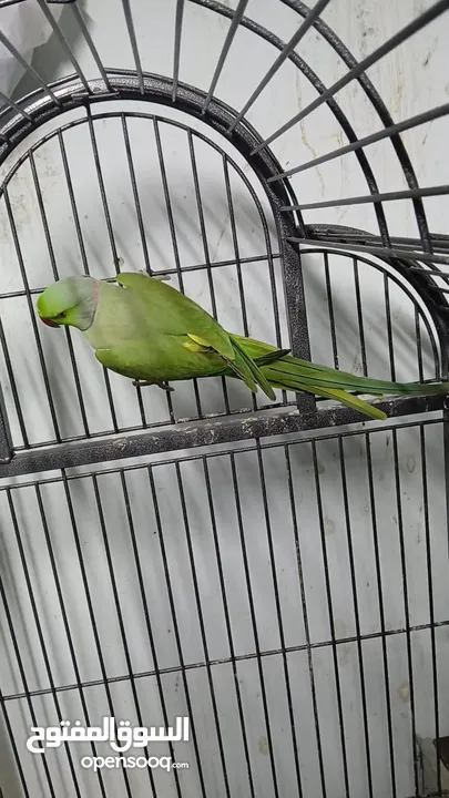 جوز دره طيرة زرقه متكلمه وموالفه وفحلها أخضر بداية كلام  او للبدل