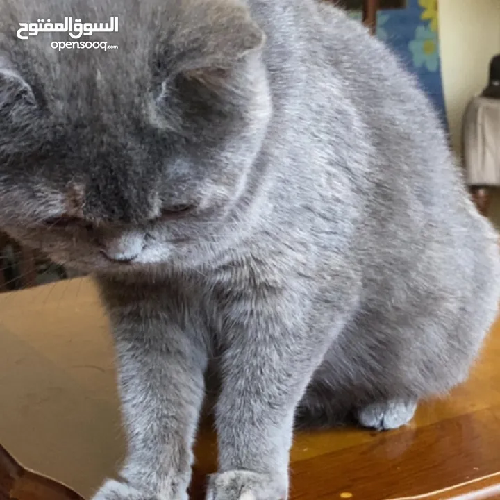 قطه سكوتش فولد مكس برتش للبيع.                                                                   ًً