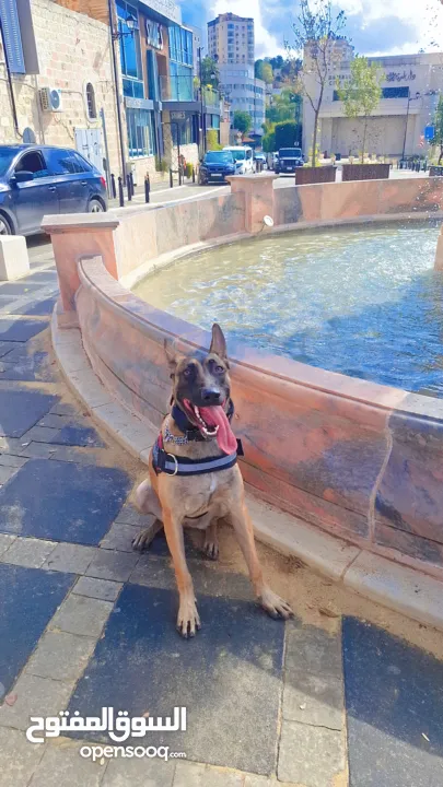 جراو مالينوا الأصل  للبيع  عمر عشرين يوم