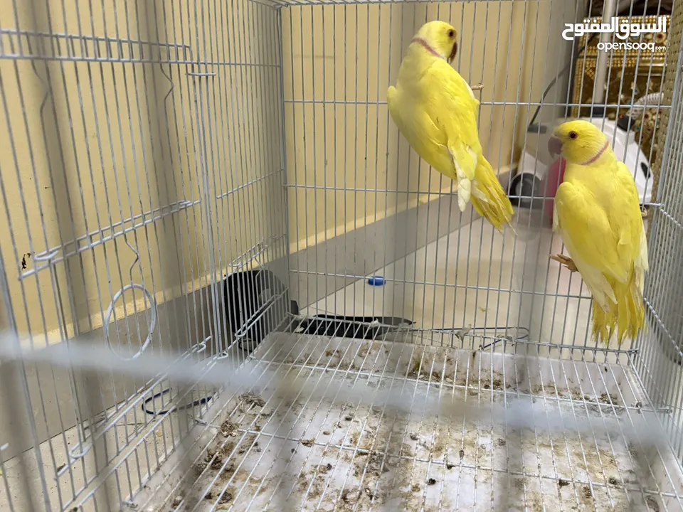 ذكور دره لاتينو