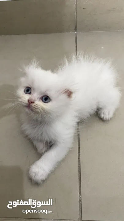 Scottish fold 2 months old kittens