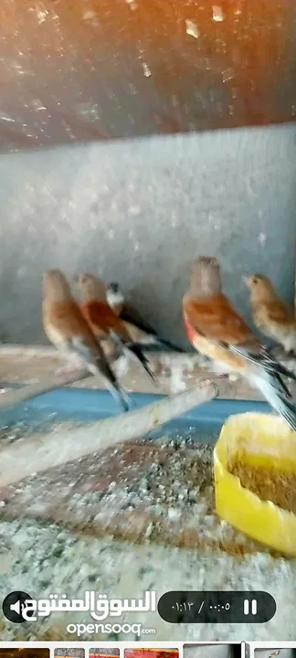 متوفر  طيور  خضري    +  متوفر  طيور  تفحي