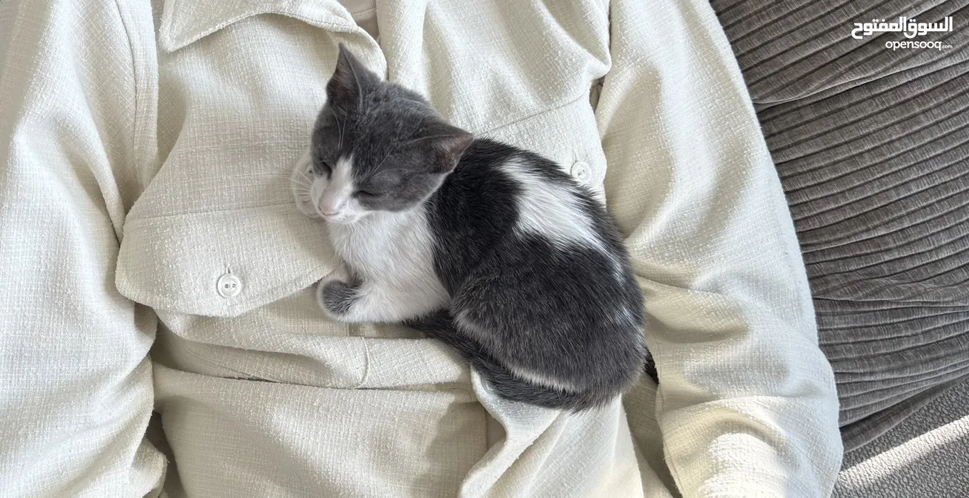 8 week old Kitten for Adoption (No fee)