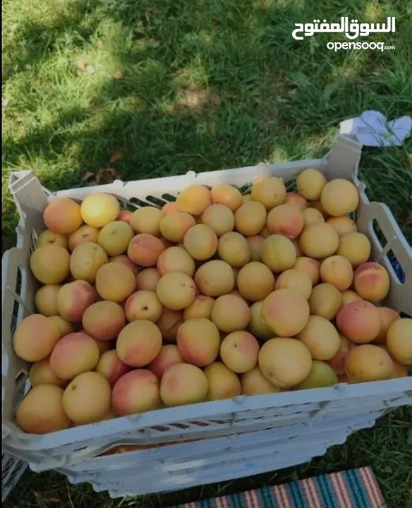 "مشمش أذربيجان"ایران