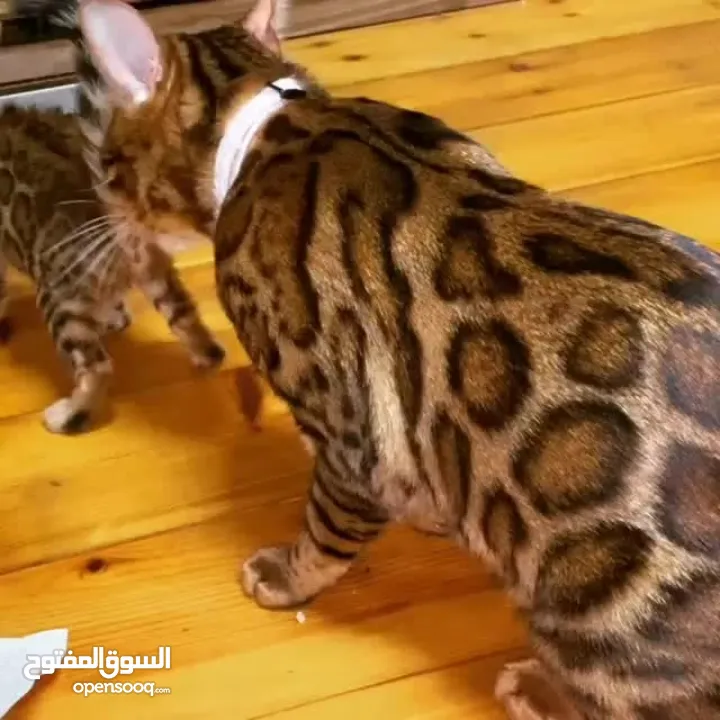 قطط بنغالية صغيرة جميلة متاحة