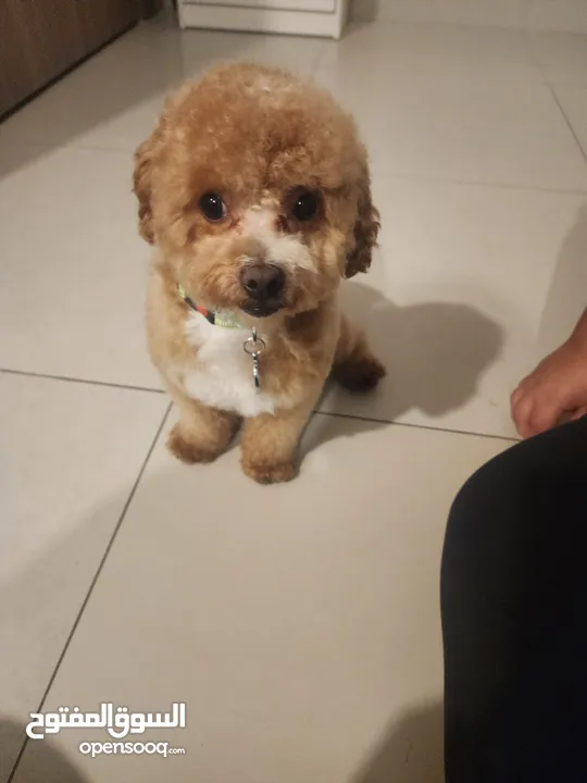 Toy poodle mini