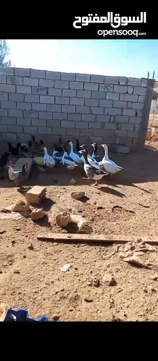 طيور وزز جامبو للبيع
