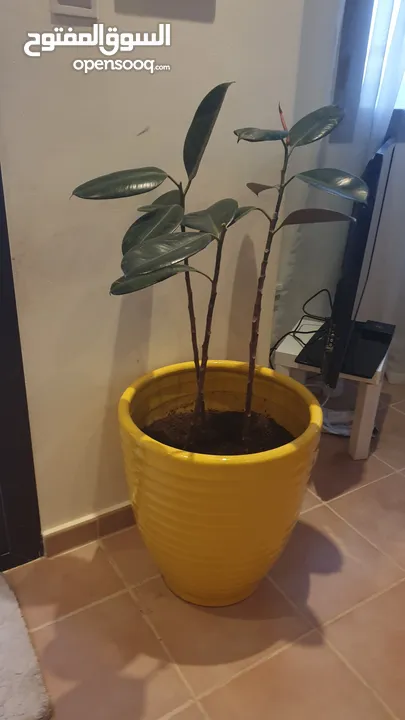 pot for sell with plant