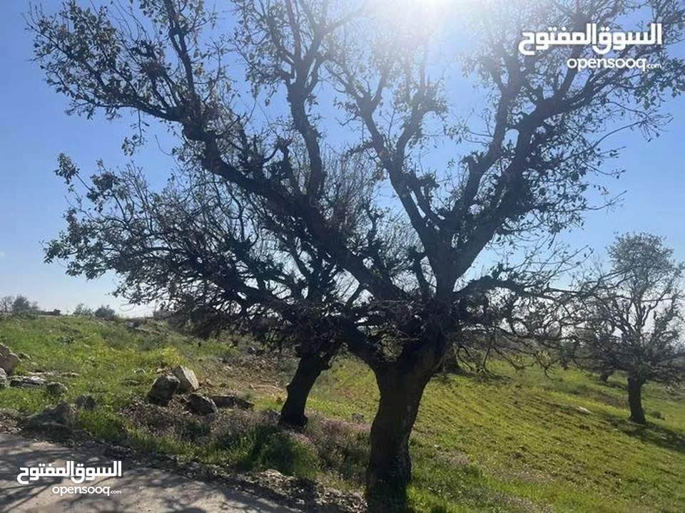ارض للبيع في بدر الجديدة دونم عاليه جداً اطلاله بانورامية كاشفة فلسطين والسلط منطقة فلل