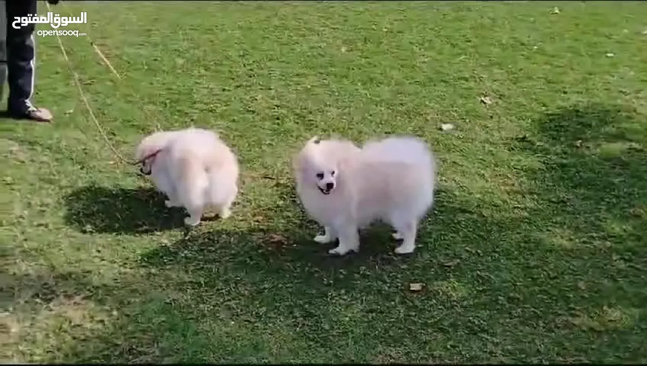 Pomeranian Dog and Puppies ready for Rehoming ¹+¹=³