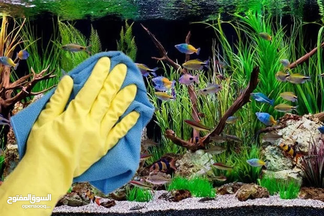 Aquarium/Fish Tank Cleaning /Maintanance  Service