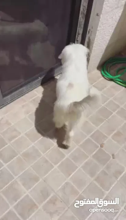 كلب مالتيز عمر 8 اشهر ماخذ كل المطاعيم و متعود على الحمام معه جميع اغراضه  متعود على العائلة و البيت