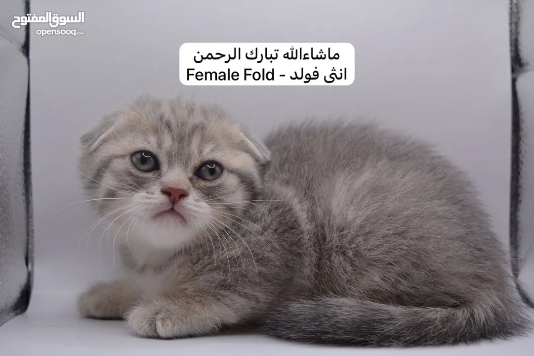 سكوتش كيتن فولد وستريت الوان مميزه ليلك ومشمشي وغيرها 15 كيتن