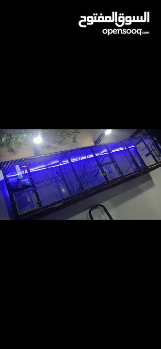 مطير عصافير او حمام