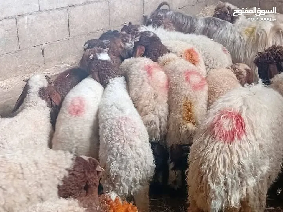 نبدأ بصلاة عل رسول الله - عرووووض  -عرووووض عروووض-  بمناسبة عيد الاضحى المبارك