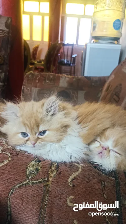 persian pure and shirazi kittens