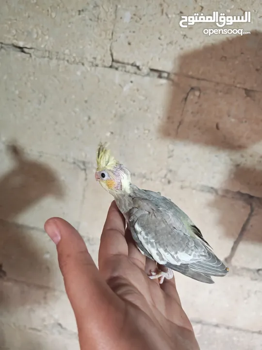 فراخ كوكتيل للزق اليدوي