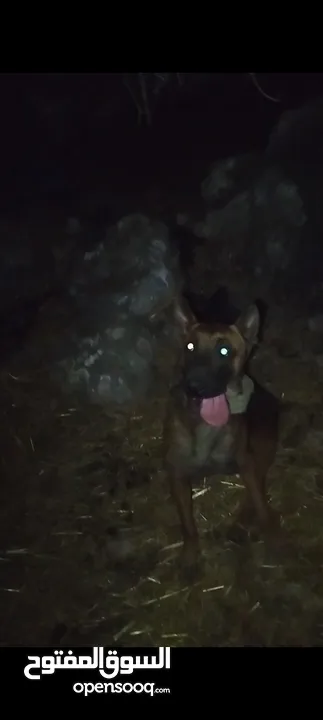 كلب ملينو دم حامي