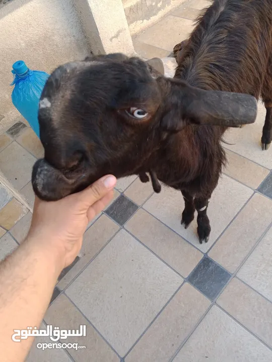 بسم الله ماشاء الله ثلاث عنزات شاميات