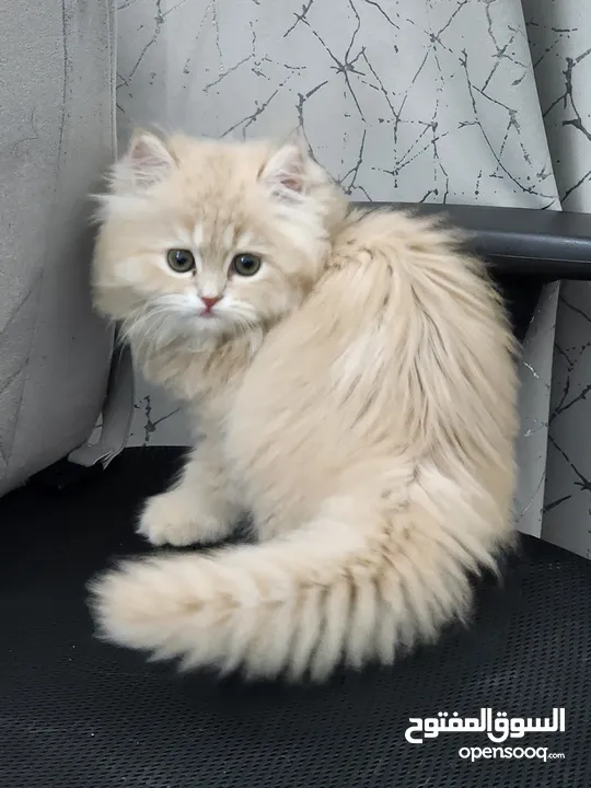 Pure persian kittens male and female