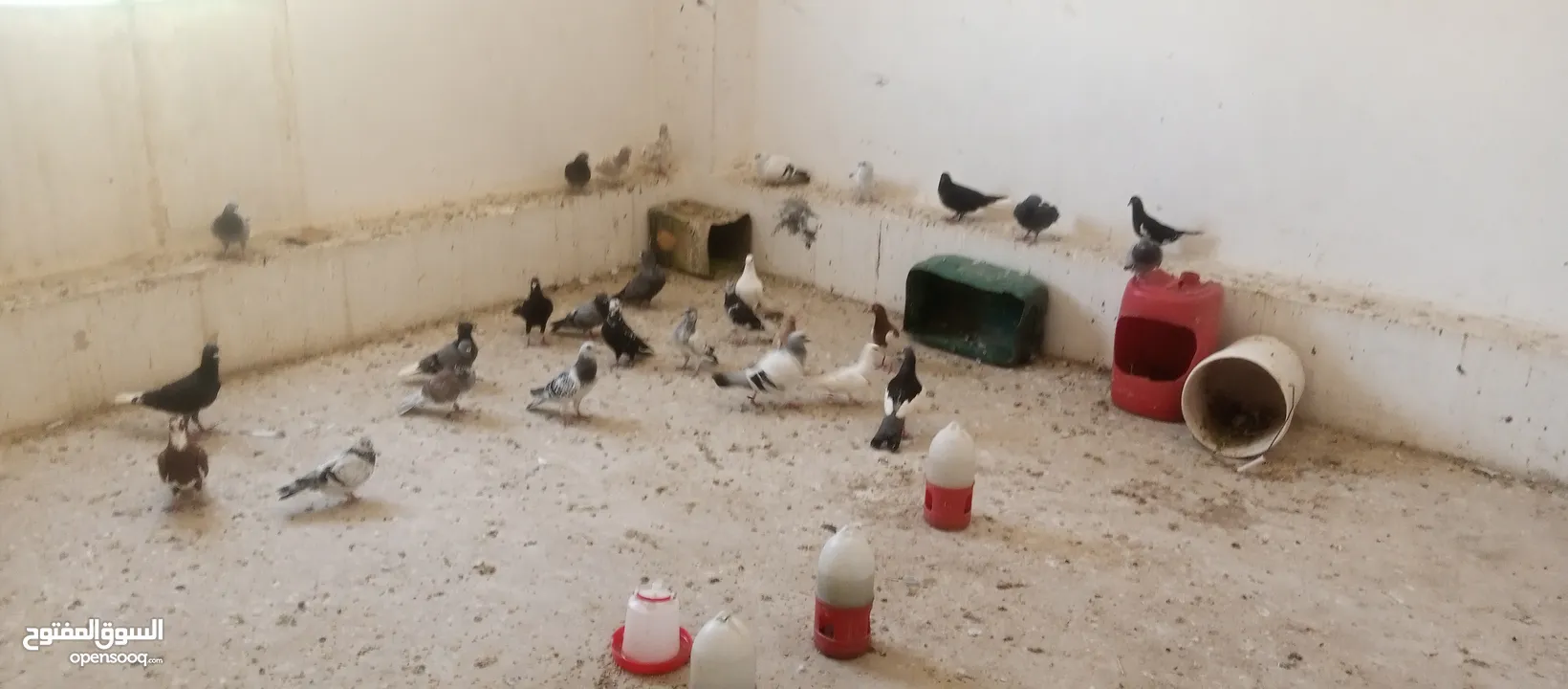 حمام العدد25