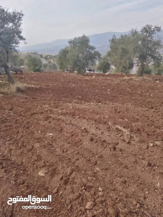 جبا مقابل ثغرة عصفور مشجره زيتون 