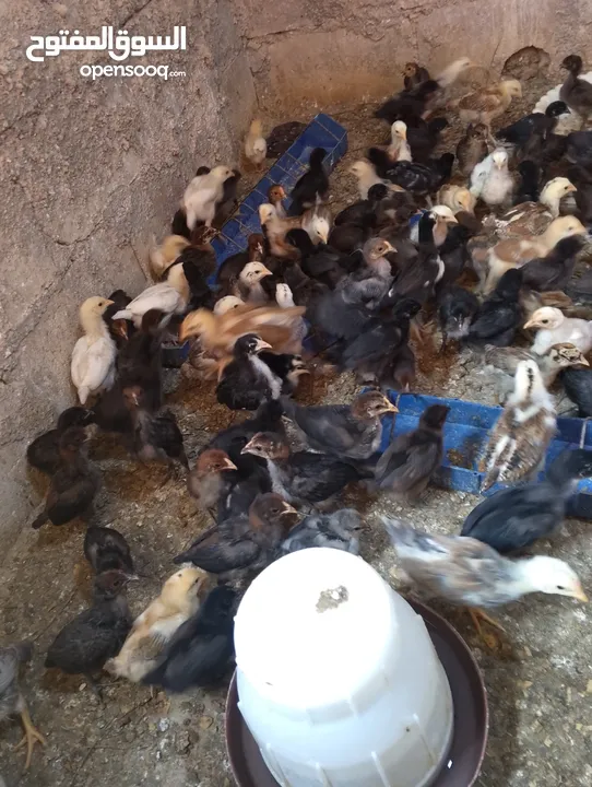 صوص بلدي  بناديق بكستاني  صحه ونضافه