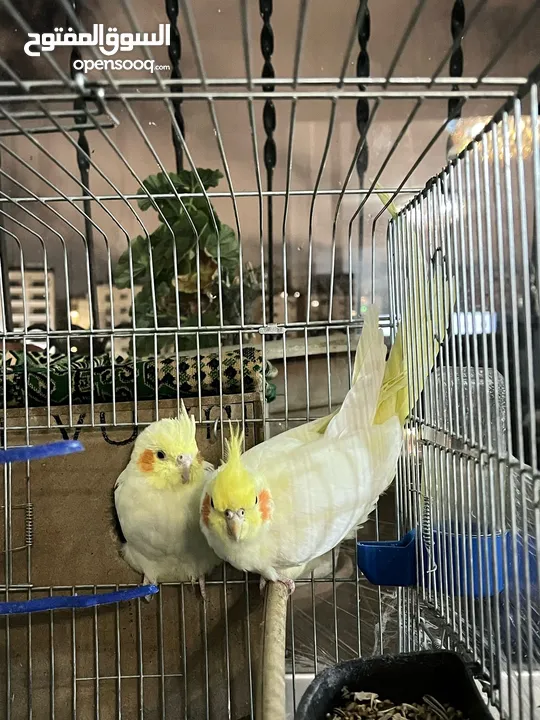 عصافير كوكتيل