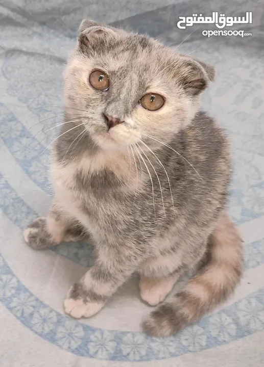 kittens Scottish fold and Scottish straight  قطط سكوتش فولد وسكوتش ستريت