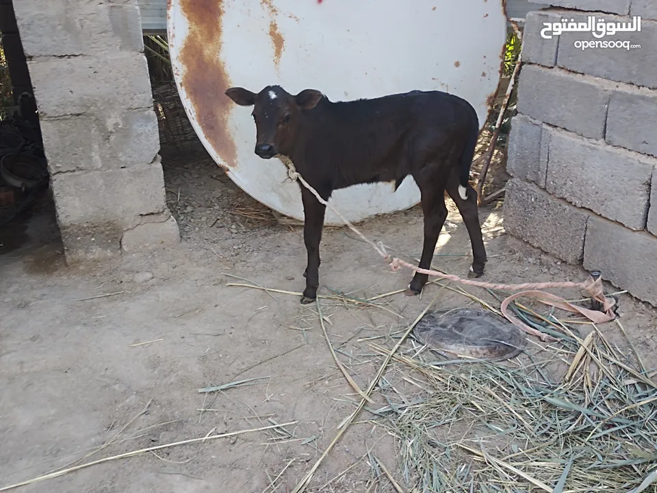 السلام وعليكم هايشه بجر ام 2 بطن جواه عجل كل شروط الجني تحلب وكتين مكاني البصره ابو صخير