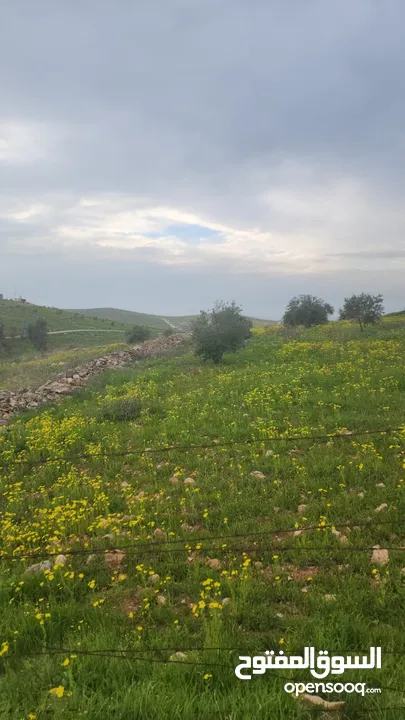 للبيع مزرعه 4.5 دونم في حمنانه المفرق ام حبل مخدومه