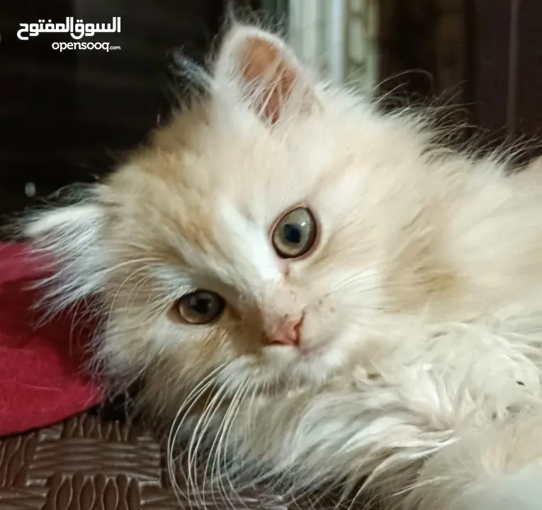 قطط ذكور عمر 3 اشهر واحد همالايا شوكليت بلو بوينت وواحد بريتش ريد عيون خضراء والاتنين شعر طويل ناعم