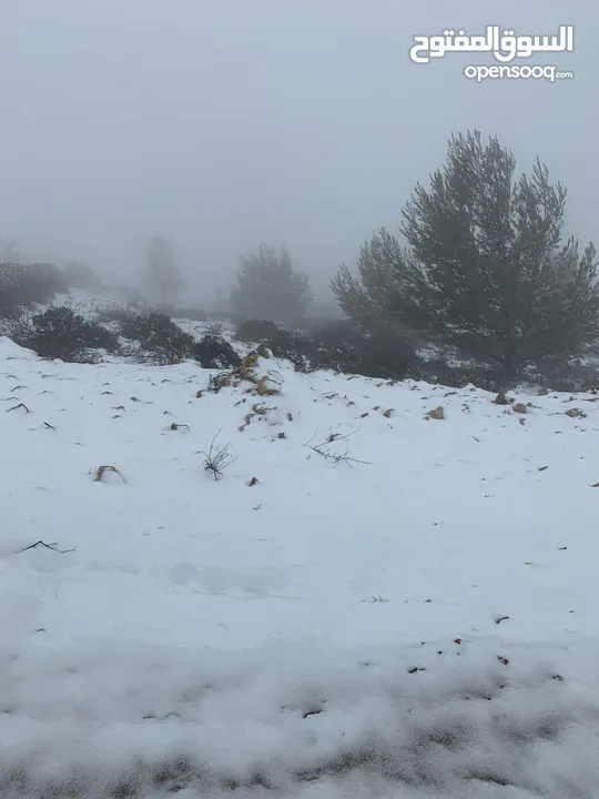 أرض ممتازة في جرش للسكن و للزراعة بقرب أحراش الدولة و سعر مغري  للمزيد من المعلومات اقرأ الوصف