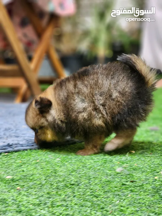 Teacup Pomeranian puppies