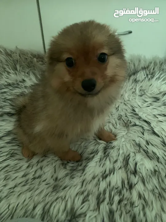 2male  4 months 1 female pomeranian months