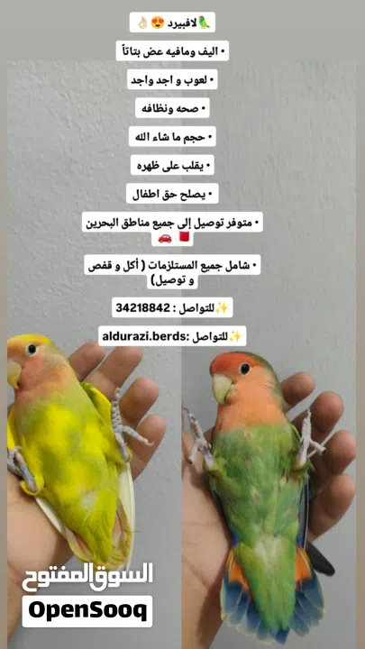 لافبيرد اليف